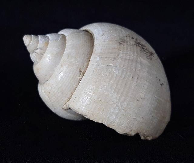 Crommium angustatum (GRATELOUP 1827) - Bild &copy; FossNet FossilienStore